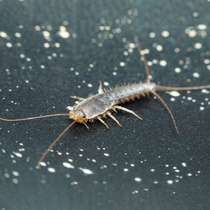 Silberfische Silberfische
