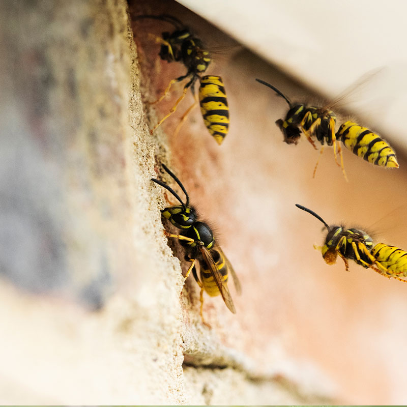 Wespe Wespe schädlingsbekämpfung