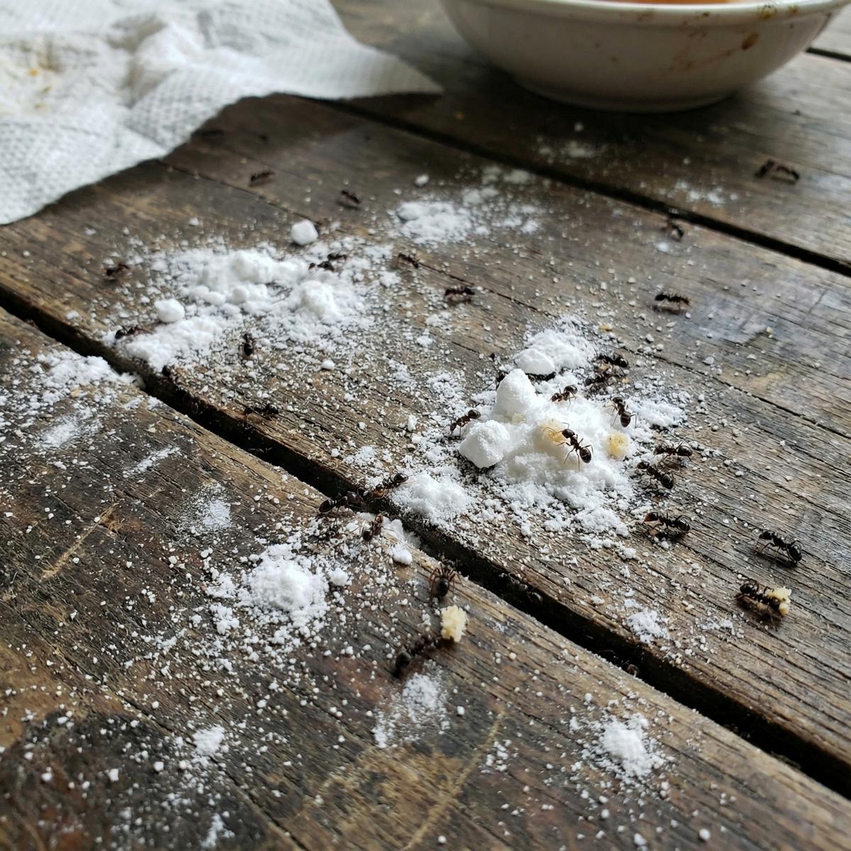 Kammerjäger für Ameisen 1 Kammerjäger für Ameisen – Professionelle Bekämpfung durch Peter Mies