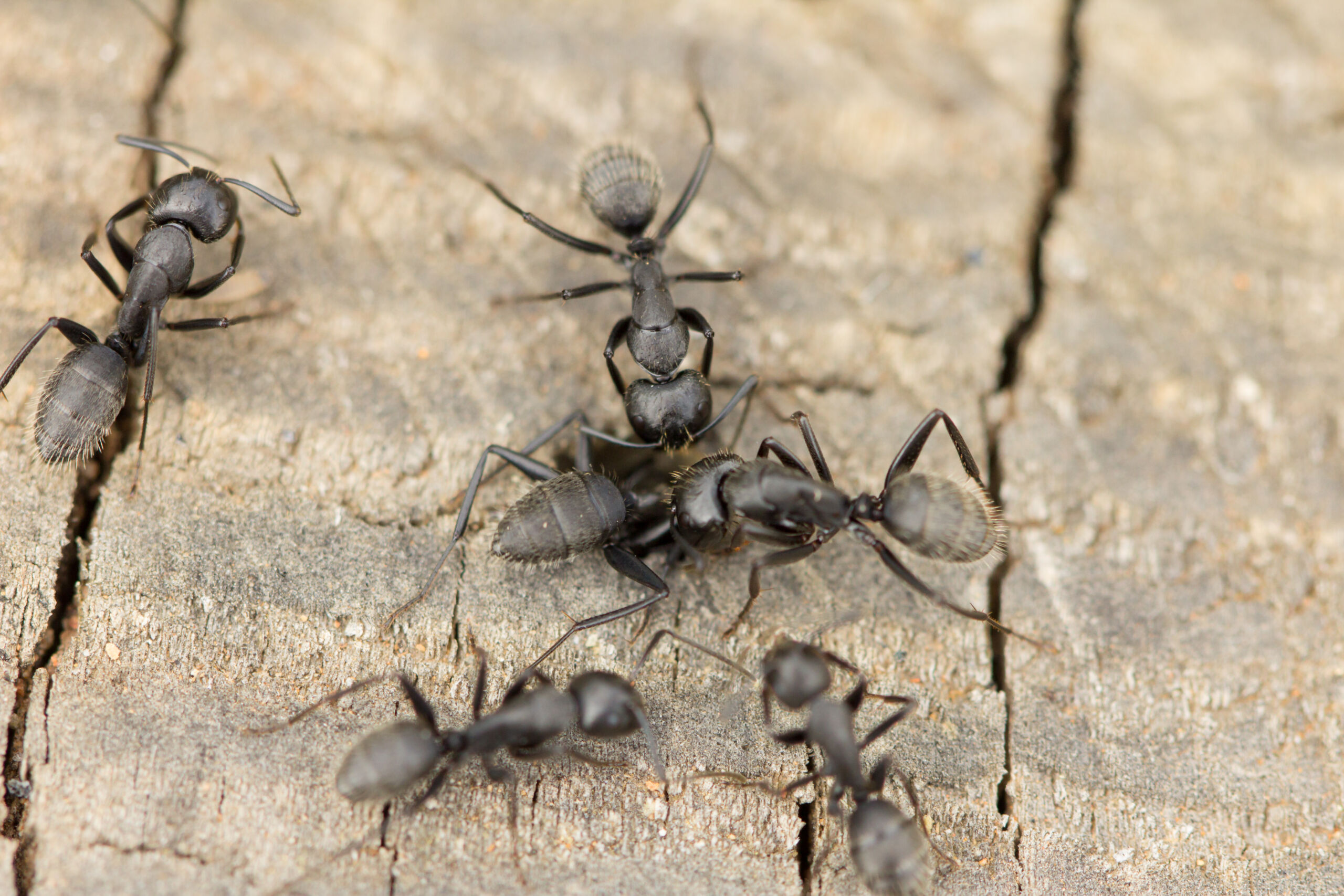 Kammerjäger Wien 2 Kammerjäger Wien