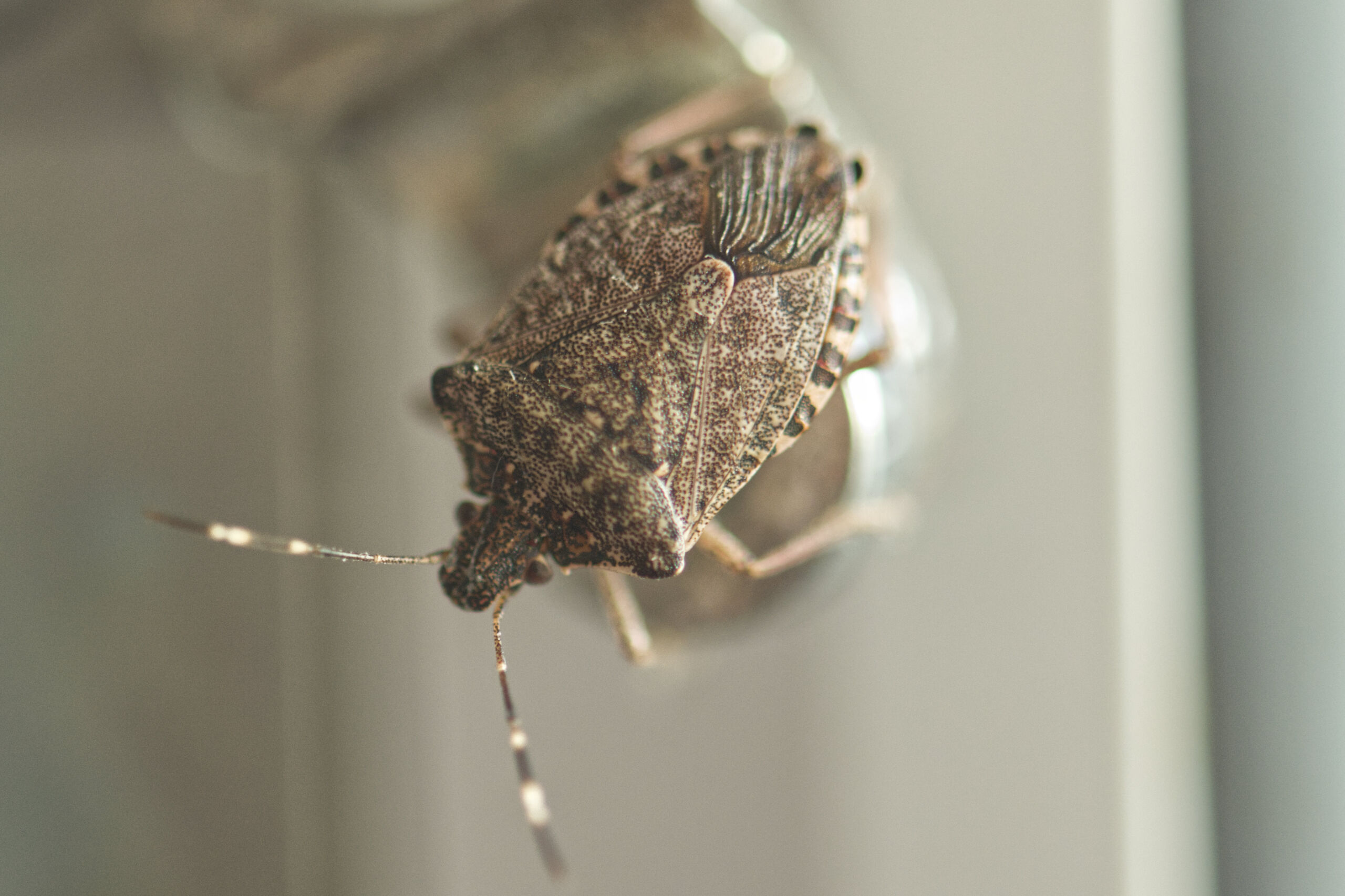 Kammerjäger Wien 1 Kammerjäger Wien